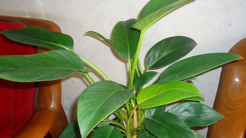 金钻浇水频率如何根据季节调整？春夏秋冬浇水有何区别？
