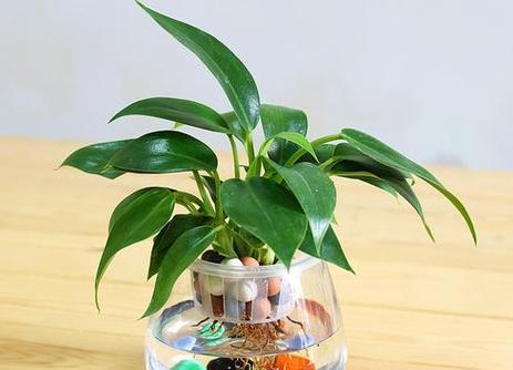 金钻浇水频率如何根据季节调整？春夏秋冬浇水有何区别？