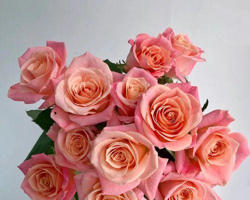 玫瑰花的朵数代表什么意义？不同朵数玫瑰花的含义是什么？