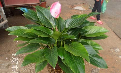 金钻开花吗？养多大才能开花？