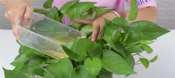 金钻植物可以浇啤酒吗？浇啤酒有什么影响？
