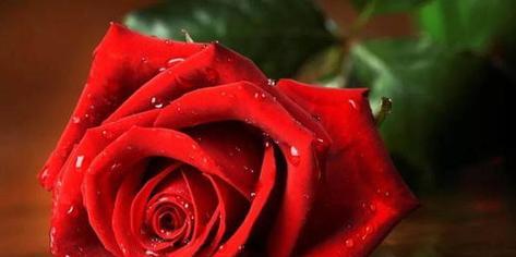玫瑰花代表什么意思？不同颜色玫瑰花语有哪些区别？