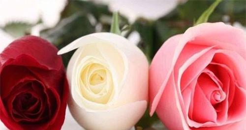 玫瑰花的花语是什么？不同颜色玫瑰代表什么含义？