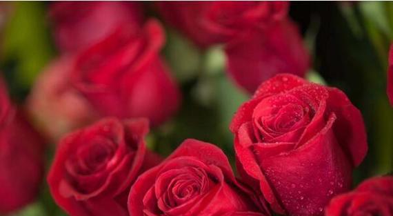玫瑰花的花语是什么？不同颜色玫瑰代表什么含义？