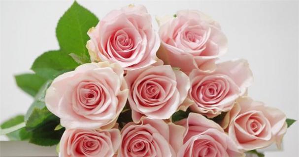玫瑰花的花语是什么？不同颜色玫瑰代表什么含义？