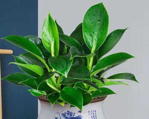 金钻水培可行吗？水培方法及注意事项是什么？