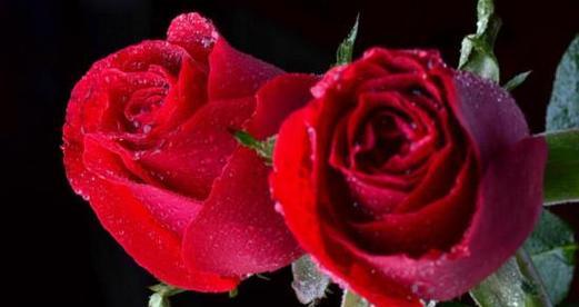 玫瑰花的花语是什么意思？不同颜色的玫瑰代表什么含义？
