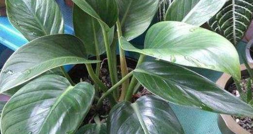 金钻叶子有毒吗？如何安全养护金钻植物？