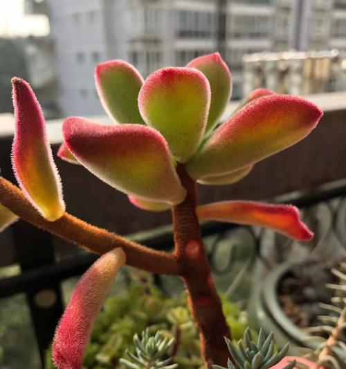 锦晃星徒长了怎么办？如何修剪和恢复健康生长？
