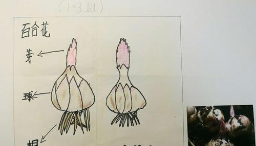 进口百合种球如何保存？最佳种植时间是什么时候？
