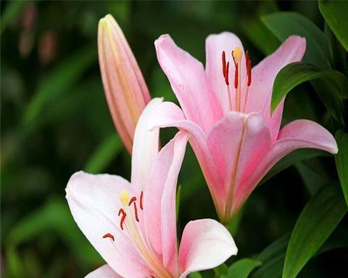 进口百合种球如何保存？最佳种植时间是什么时候？