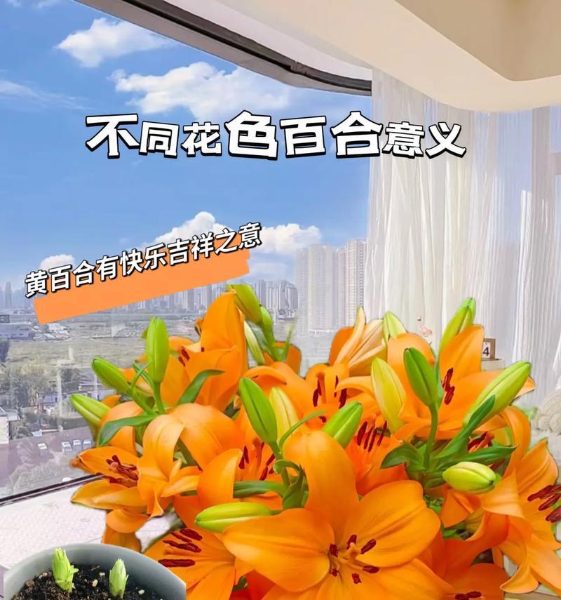百合花的寓意有哪些？