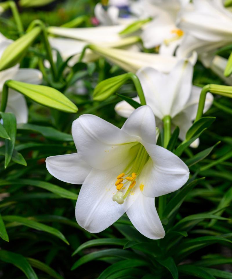 送白百合花代表什么含义？其花语有何特别之处？