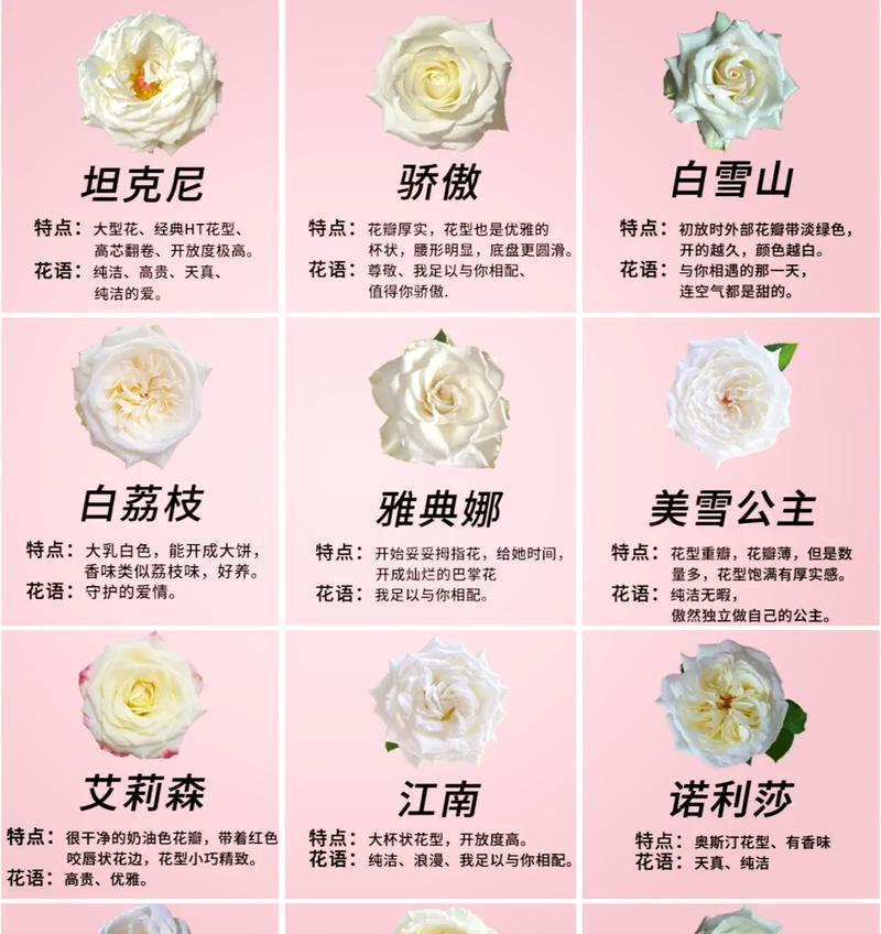 玫瑰与百合交换有何特殊含义？