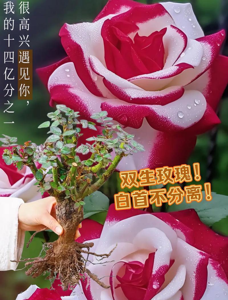 玫瑰与百合交换有何特殊含义？