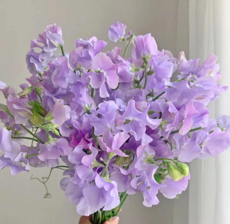 香芋紫色玫瑰花的花语是什么？它在送礼时有何特殊含义？