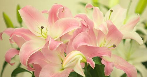 百合花代表的含义有哪些？
