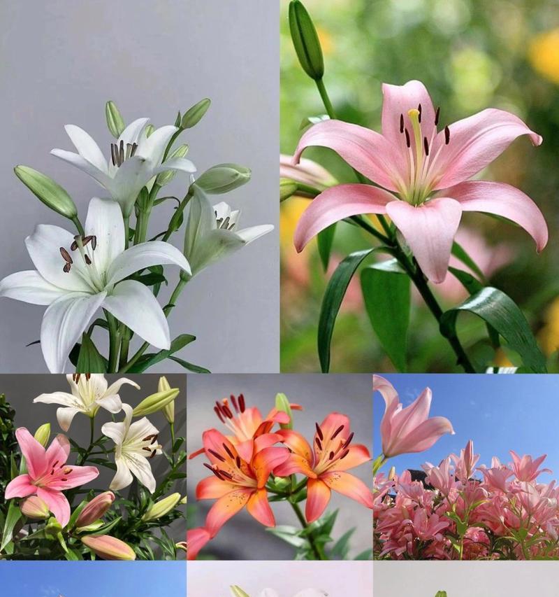 百合花代表的含义有哪些？