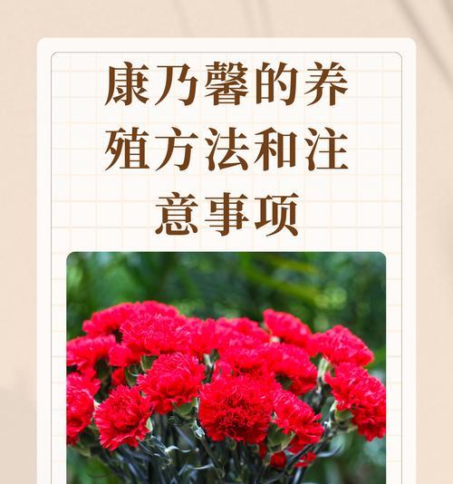 小夫送妈妈康乃馨有何特殊含义？