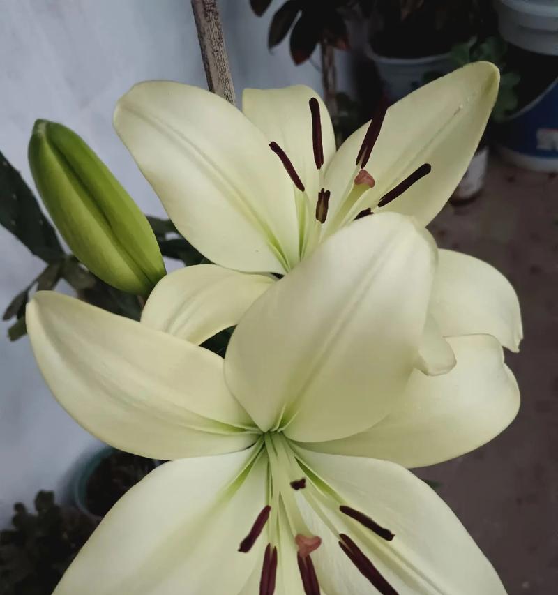 百合花在爱情中的象征是什么？