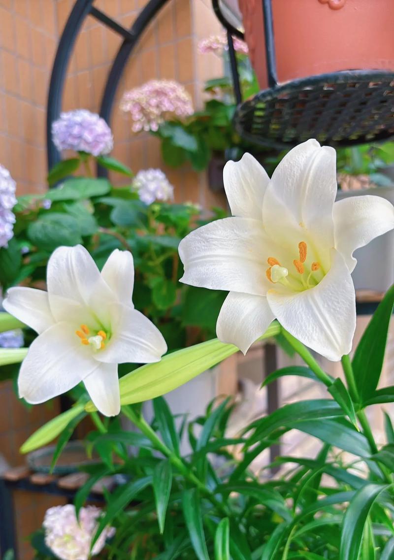 百合花在爱情中的象征是什么？