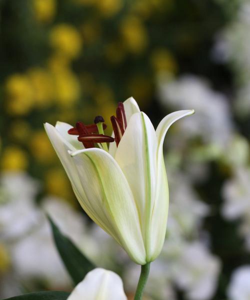 百合花在爱情中的象征是什么？