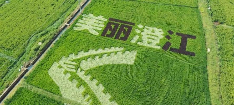 水稻两排颜色有何特别意义？