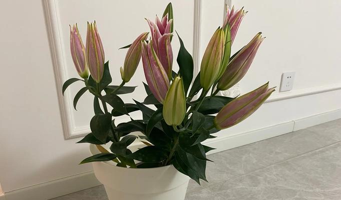 名字叫百合花代表什么意义？