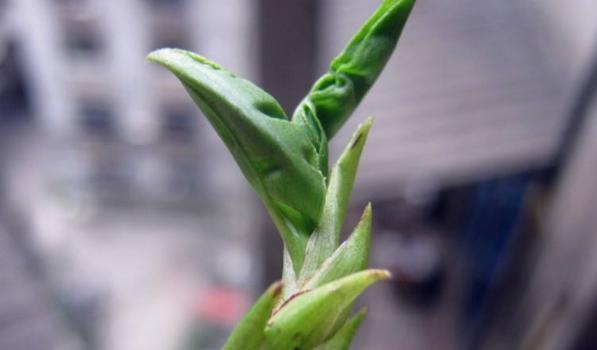 民间流传的花语中包含哪些植物？