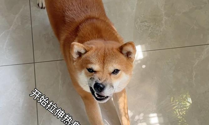 狗狗送玫瑰花代表什么意义？