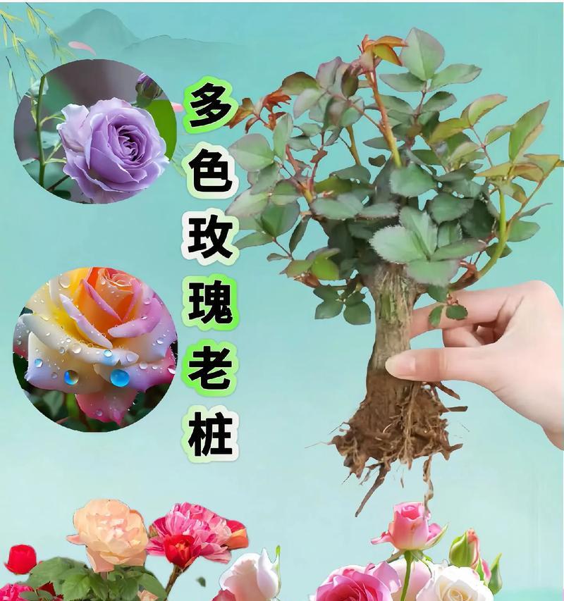 玫瑰花数量不同代表什么意义？