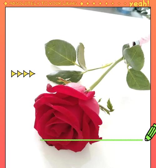 玫瑰花数量不同代表什么意义？