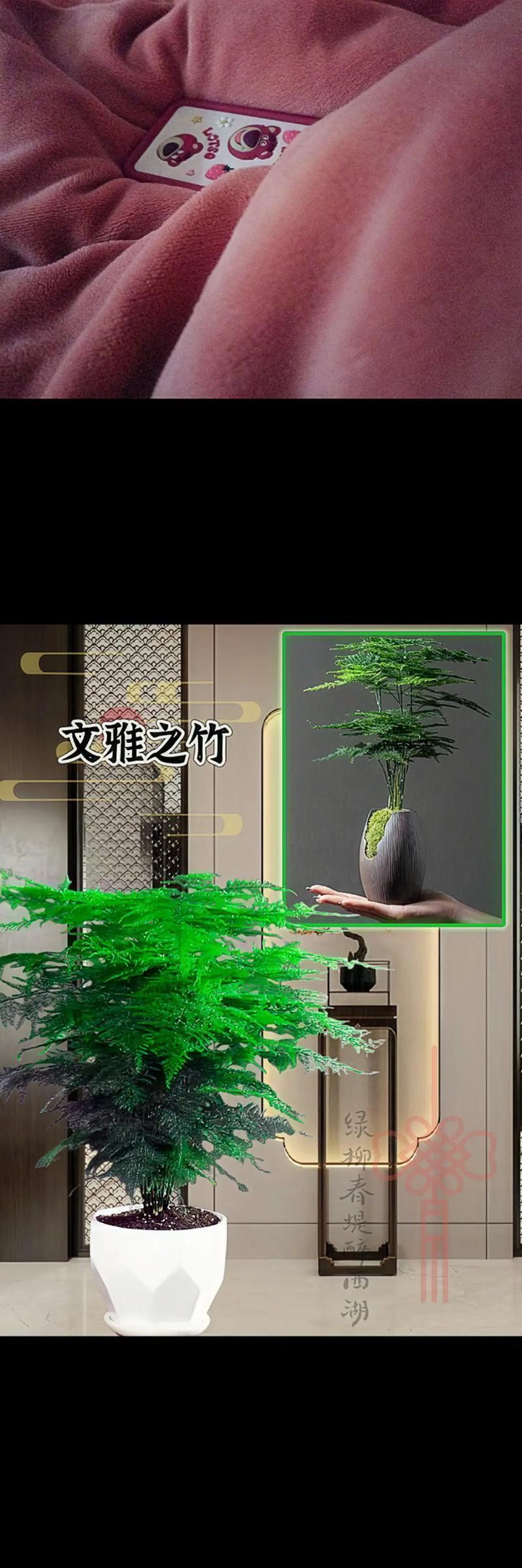 盆栽放置在门口中间有何特别含义？