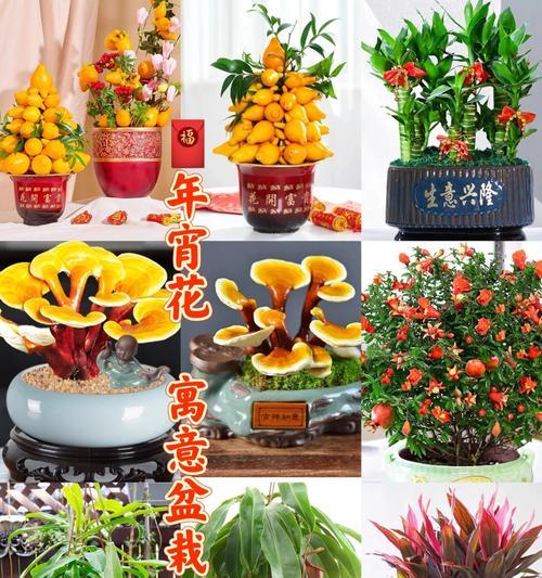 盆栽放置在门口中间有何特别含义？