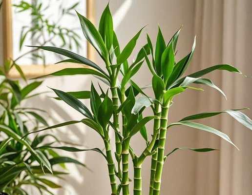 新春佳节适合送哪些植物？它们各自有什么吉祥寓意？