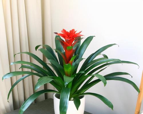 新春佳节适合送哪些植物？它们各自有什么吉祥寓意？
