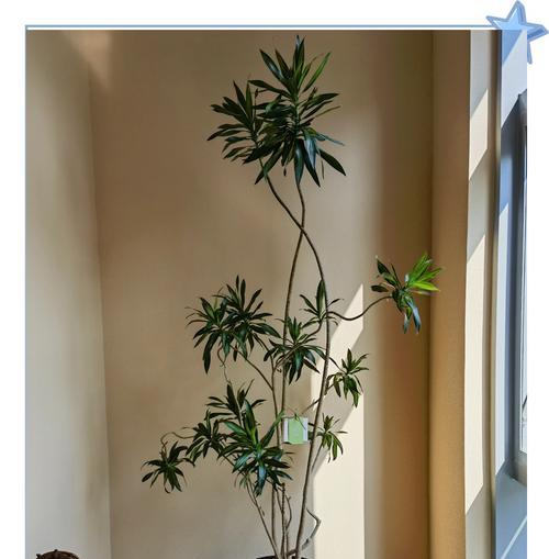 新春佳节适合送哪些植物？它们各自有什么吉祥寓意？