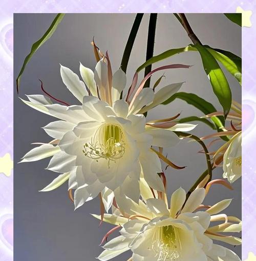 花卉色彩白花是什么意思？白色在花卉中象征什么？