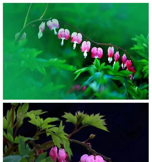 荷包牡丹的花语是什么？荷包牡丹象征着什么？