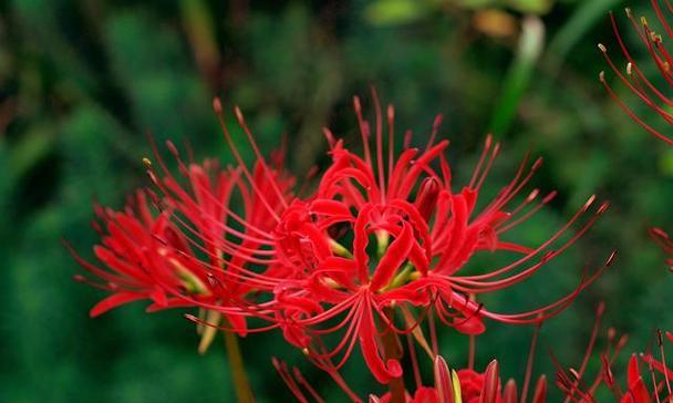 什么花代表原谅？了解花语背后的含义是什么？
