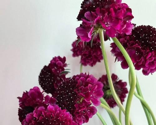 时令花卉具体是什么意思？它有什么特点？
