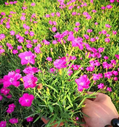 时令花卉具体是什么意思？它有什么特点？