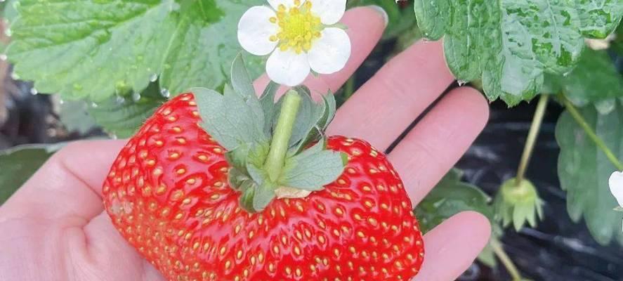 草莓花语是什么？草莓代表了什么？