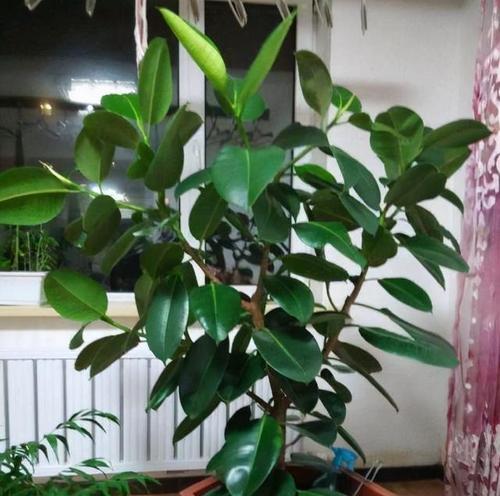 客厅适合摆放哪些植物？如何选择？