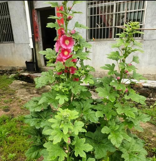 哪些属于植物？植物有哪些基本分类？