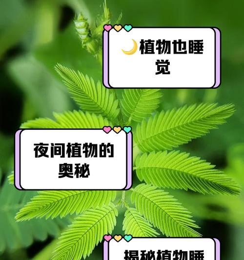 哪些属于植物？植物有哪些基本分类？
