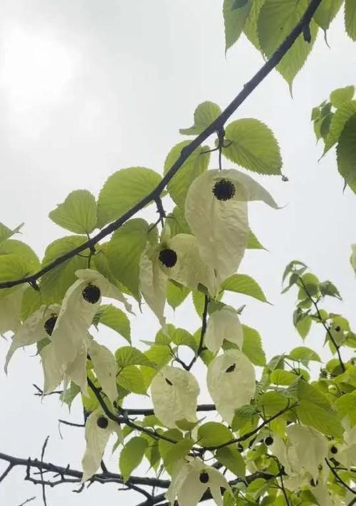 哪些属于植物？植物有哪些基本分类？