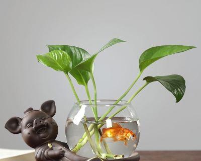 水培碗花盆怎么选植物？哪些植物适合水培？