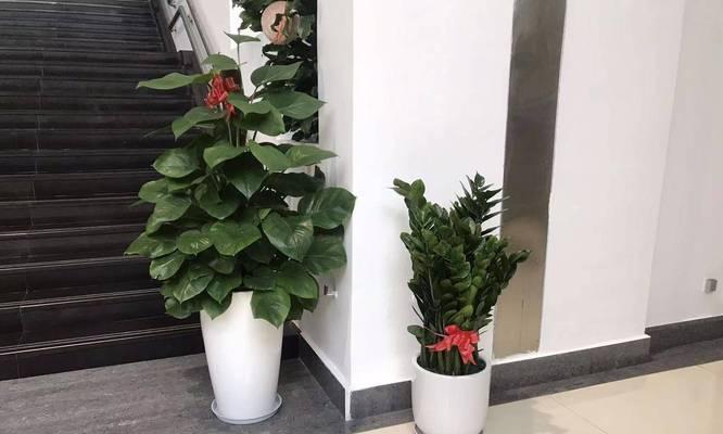 办公花卉小盆栽的正确养护方法是什么？