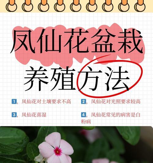 办公花卉小盆栽的正确养护方法是什么？